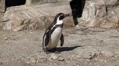 Humboldt pengueni, Spheniscus humboldti veya Perulu penguen