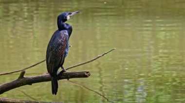 Kuzey yarımküre boyunca büyük siyah karabatak olarak bilinen büyük karabatak, Avustralya 'daki siyah karabatak ve Yeni Zelanda' nın daha güneyindeki siyah karabatak