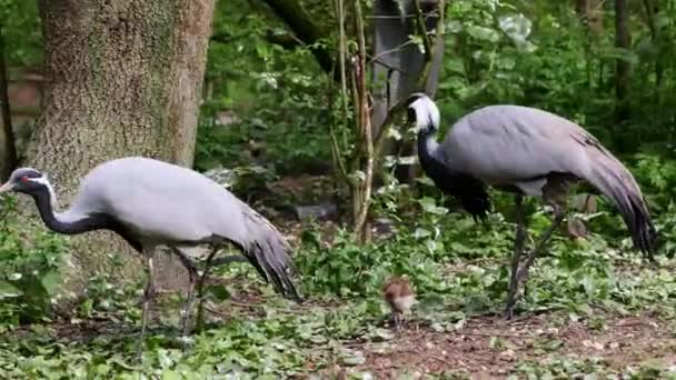 Demoiselle Crane Anthropoides Virgo Family Young Goslings Living Bright Green — Stock Video