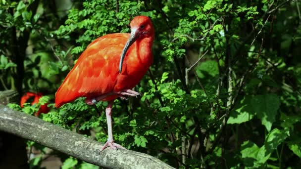 Scarlet Ibis Eudocimus Ruber Pták Čeledi Threskiornithidae Obdivovaný Načervenalým Zbarvením — Stock video