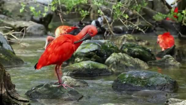 Szkarłatny Ibis Eudocimus Ruber Ptak Rodziny Threskiornithidae Podziwiany Przez Czerwonawe — Wideo stockowe