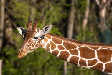 Zürafa, Giraffa camelopardalis, Afrika 'da yaşayan tek ayak parmaklı tek parmaklı, yaşayan en uzun canlı hayvan türüdür..