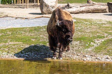 Bizon ya da bizon, bir zamanlar Kuzey Amerika 'da geniş sürüler halinde yaşayan bir bizon türüdür..