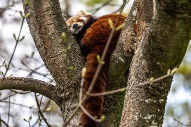 Kırmızı panda, Ailurus fulgens, daha küçük panda ve kırmızı kedi ayı olarak da bilinir..