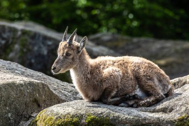 Erkek dağ keçisi - Avrupa Alplerinde yaşayan bir kayanın üzerindeki kapra dağ keçisi