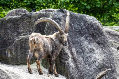 Erkek dağ keçisi - Avrupa Alplerinde yaşayan bir kayanın üzerindeki kapra dağ keçisi