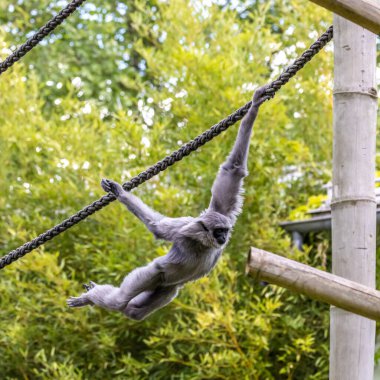 Gümüş maymunu, Hyloates Moloch. Gümüş renkli şebek, en çok tehdit edilen türler arasında yer alıyor..