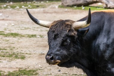 Bos Primigenius Taurus, soyu tükenmiş yaban öküzlerine benzediğini iddia etti. Alman parkında görülen yerli dağ sığırları
