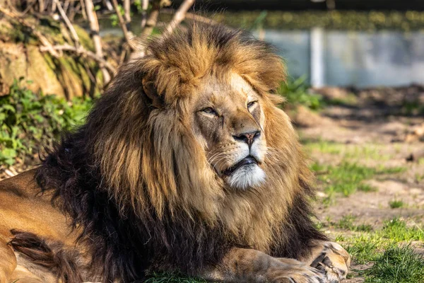 Aslan, Panthera leo, Panthera cinsindeki dört büyük kediden biridir ve Felidae familyasının bir üyesidir..