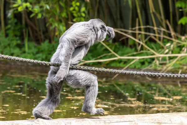 Silbergibbon Hylobates Moloch Der Silbergibbon Zählt Den Stärksten Bedrohten Arten — Stockfoto