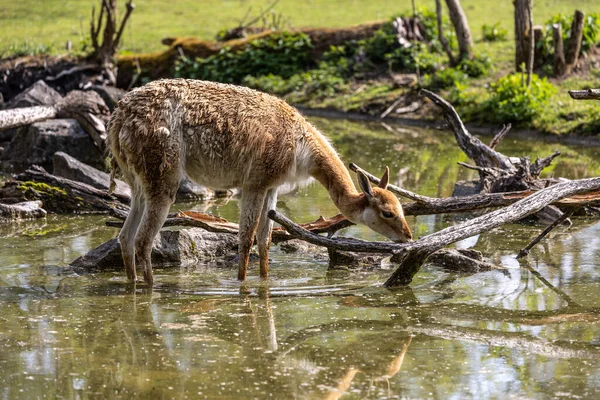 Vicunas Vicugna Vicugna Parientes Llama Que Viven Las Altas Zonas — Foto de Stock