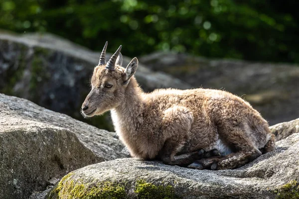 Erkek dağ keçisi - Avrupa Alplerinde yaşayan bir kayanın üzerindeki kapra dağ keçisi