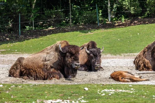 The American bison or simply bison, also commonly known as the American buffalo or simply buffalo, is a North American species of bison that once roamed North America in vast herds.