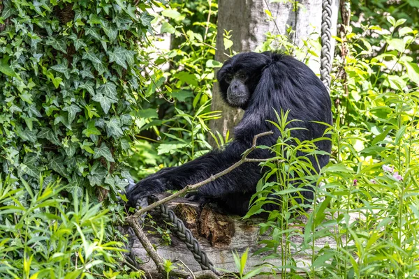 Черноголовая Паукообразная Обезьяна Ateles Fusciceps Вид Паукообразной Обезьяны Центральной Южной — стоковое фото