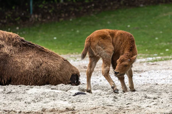 Familia Del Bisonte Americano Simplemente Bisonte También Conocido Comúnmente Como — Foto de Stock