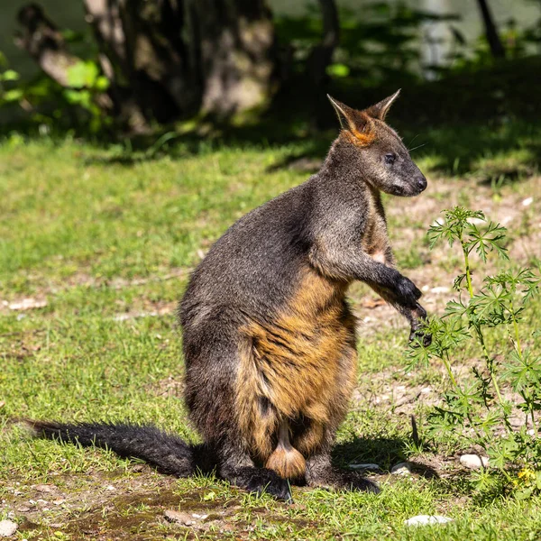 Wallaby Bataklığı Wallabia Bicolor Küçük Kangurulardan Biridir Valabi Aynı Zamanda — Stok fotoğraf
