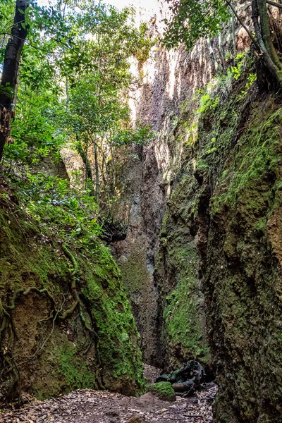 Virágok Fák Finca Osorio Botanikus Park Közelében Teror Gran Canaria — Stock Fotó