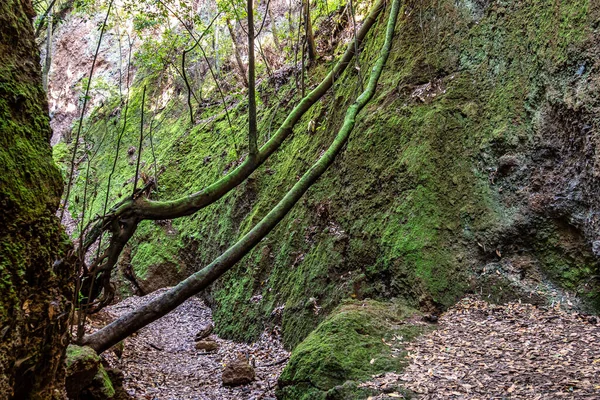 Fiori Alberi Nel Parco Botanico Finca Osorio Vicino Teror Isola — Foto Stock