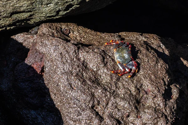 Kepiting Kaki Merah Moor Adscensionis Grapsus Puerto Aldea Dari Desa — Stok Foto