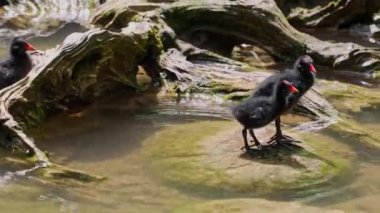 Yavru geyik Gallinula kloropusu olarak da bilinen su tavuğu, bataklık tavuğu ve mavi göl suyunda yüzen sıradan bir gallinül olarak da bilinir.
