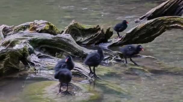 少年の赤ちゃん一般的なMoorhen Gallinulaクロループまた 水として知られている 沼の鶏 そして青い湖の水で泳ぐ一般的なガリヌールとして — ストック動画