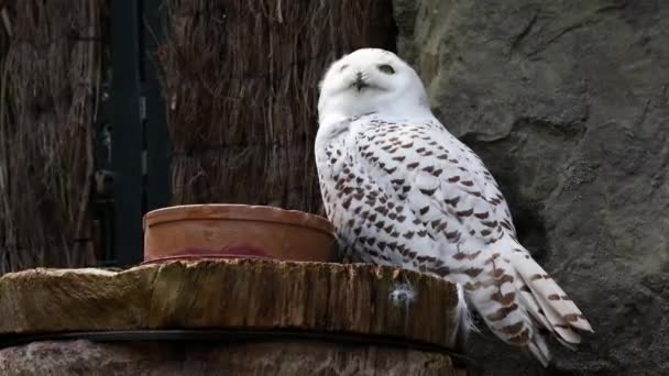 Sneeuwuil Bubo Scandiacus Vogel Uit Familie Strigidae Met Een Geel — Stockvideo