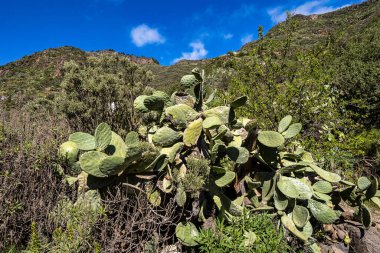 Barranco de Guayadeque 'den Caldera de los Marteles' e yürüyüş, altında kuru tarlalar bulunan volkanik bir alan, Gran Canaria, Kanarya Adası, İspanya, Avrupa