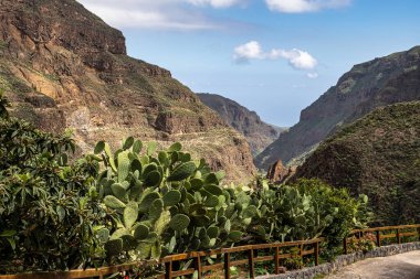 Barranco de Guayadeque 'den Caldera de los Marteles' e yürüyüş, altında kuru tarlalar bulunan volkanik bir alan, Gran Canaria, Kanarya Adası, İspanya, Avrupa
