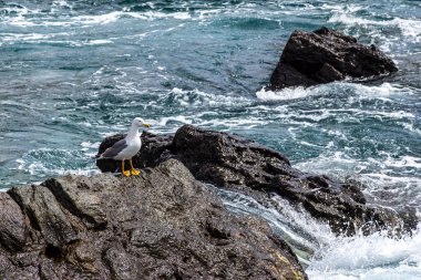 Puerto de Mogan, Gran Canaria, Kanarya Adaları, İspanya. Alışveriş merkezleri, restoranları ve barları olan en popüler yerdir..