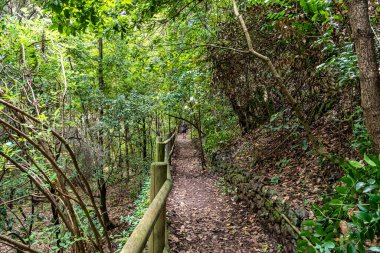Los tilos de Moya, Gran Canaria 'nın son Laurisilva ormanı. Doramas, İspanya 'nın kırsal parkında yer almaktadır.