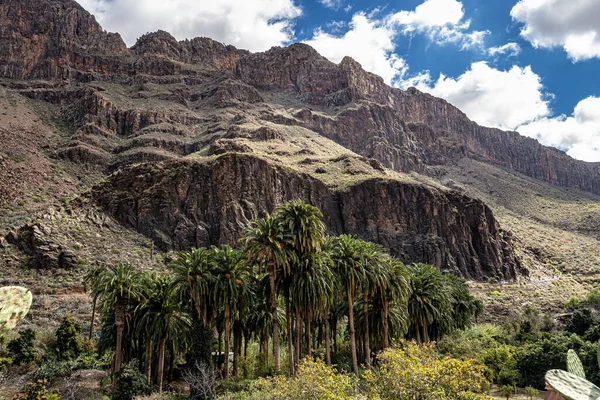 Rotsachtige Landschap Van Palm Vallei Bij Arteara Gran Canaria Eiland — Stockfoto