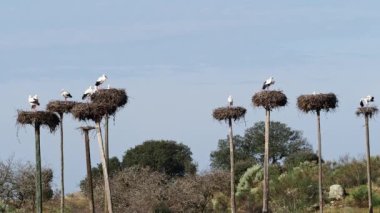 Ciconia ciconia Storks kolonisi Los Barruecos Doğal Anıtı 'nda korunan bir bölgede, Malpartida de Caceres, İspanya' da Extremadura.