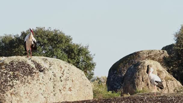Колония Ciconia Ciconia Aistories Охраняемой Территории Природного Памятника Лос Барруэкос — стоковое видео