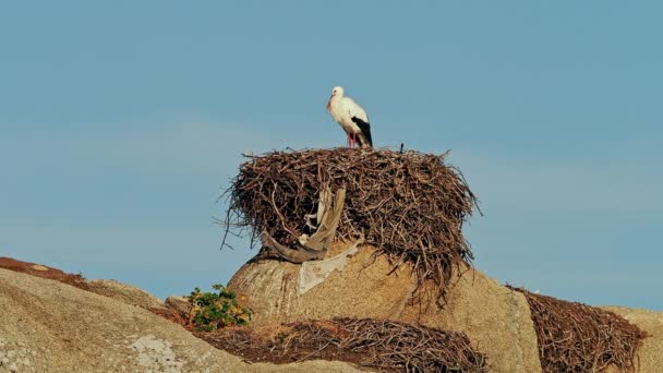 Ciconia Ciconia Storks Koloni Ett Skyddat Område Vid Los Barruecos — Stockvideo