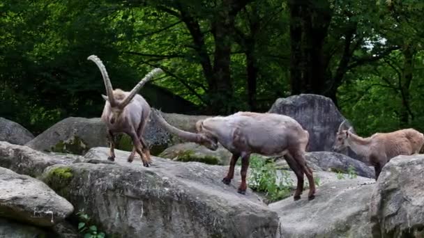 德国公园的一座岩石上坐着一座雄性山 Ibex Capra — 图库视频影像