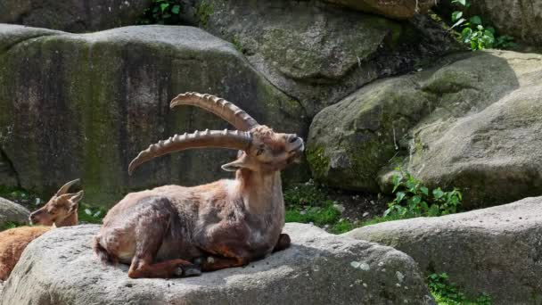 Man Berg Steenbok Capra Steenbok Zittend Een Rots Een Duits — Stockvideo