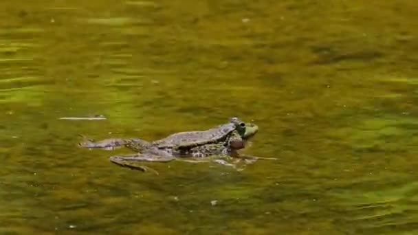 Rana Común Rana Temporaria Reptil Único Que Cruza Agua También — Vídeo de stock