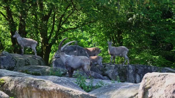 Steinböcke oder Steinböcke sitzen auf einem Felsen in einem deutschen Park