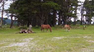 Wild horses eating grass at San Andres de Teixido in Galicia, Spain, Europe