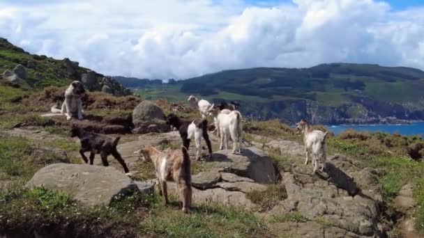 Wild Goats Cliffs Estaca Bares Peninsula Coast Province Coruna Galicia — Stock Video
