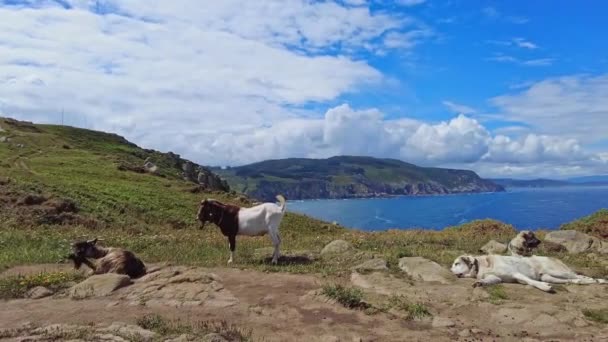 Wild Goats Cliffs Estaca Bares Peninsula Coast Province Coruna Galicia — Vídeo de Stock