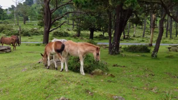 Caballos Salvajes Comiendo Hierba San Andrés Teixido Galicia España Europa — Vídeos de Stock