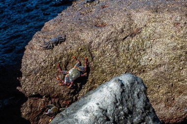 Mağripli kırmızı bacaklı yengeç, İspanya 'nın Gran Canaria kentindeki San Nicolas Köyü' nün Puerto de la Aldea 'sında Grapsus adscensionis. Kanarya Adaları 'nda yaygın bir kabuklu deniz hayvanı,