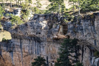 Griffon akbabaları, Una, İspanya 'daki Serrania de Cuenca' da uçan Gyps fulvus. La Raya ve El Escaleron Una 'da