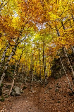 Ordesa 'da renkli kayın ağaçları ve İspanya' da Monte Perdido Ulusal Parkı, Pireneler, Aragon.