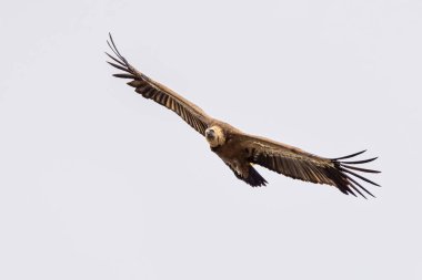 Griffon akbabası, Gyps Fulvus Monfrague Ulusal Parkı 'nda Salto del Gitano' da uçuyor. Caceres, Extremadura, İspanya.