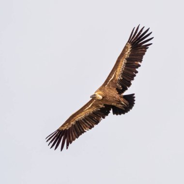 Griffon akbabası, Gyps Fulvus Monfrague Ulusal Parkı 'nda Salto del Gitano' da uçuyor. Caceres, Extremadura, İspanya.