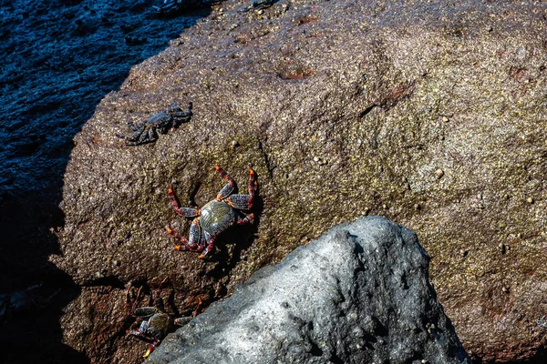 Kepiting Kaki Merah Moor Adscensionis Grapsus Puerto Aldea Dari Desa — Stok Foto