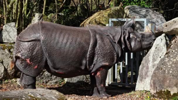 Індійський Rhinoceros Rhinoceros Unicornis Також Називають Великим Однорогом Rhinoceros Азійських — стокове відео