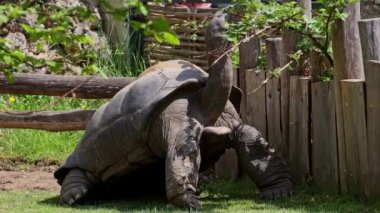 Curieuse Adası 'ndaki (Seyşeller Adası' ndaki Praslin Adası 'nın başarılı bir vahşi kaplumbağa koruma programına ev sahipliği yapan) dev Aldabra kaplumbağası (Aldabrachelys gigantea).